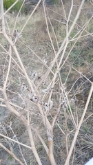 Saposhnikovia divaricata