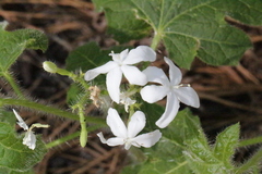 Cnidoscolus stimulosus