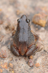 Arthroleptis xenodactyloides