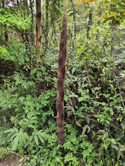Phyllostachys edulis