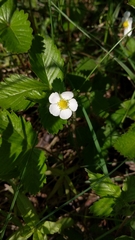 Fragaria vesca
