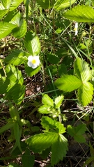 Fragaria vesca