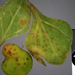 Puccinia tetragoniae novae-zelandiae - Photo (c) Jerry Cooper, μερικά δικαιώματα διατηρούνται (CC BY), uploaded by Jerry Cooper