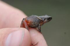 Arthroleptis xenodactyloides