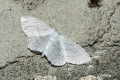 Scopula subpunctaria