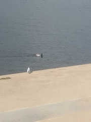 Chroicocephalus ridibundus