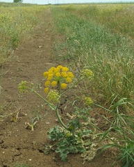 Pastinaca clausii