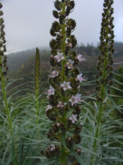 Echium virescens image