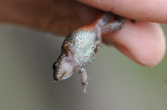 Arthroleptis xenodactyloides