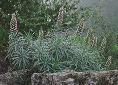 Echium virescens image