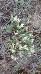 Oxytropis caespitosa