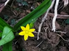 Hypoxis decumbens