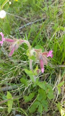 Silene dioica