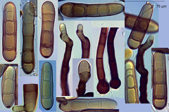 Pyrenophora graminea