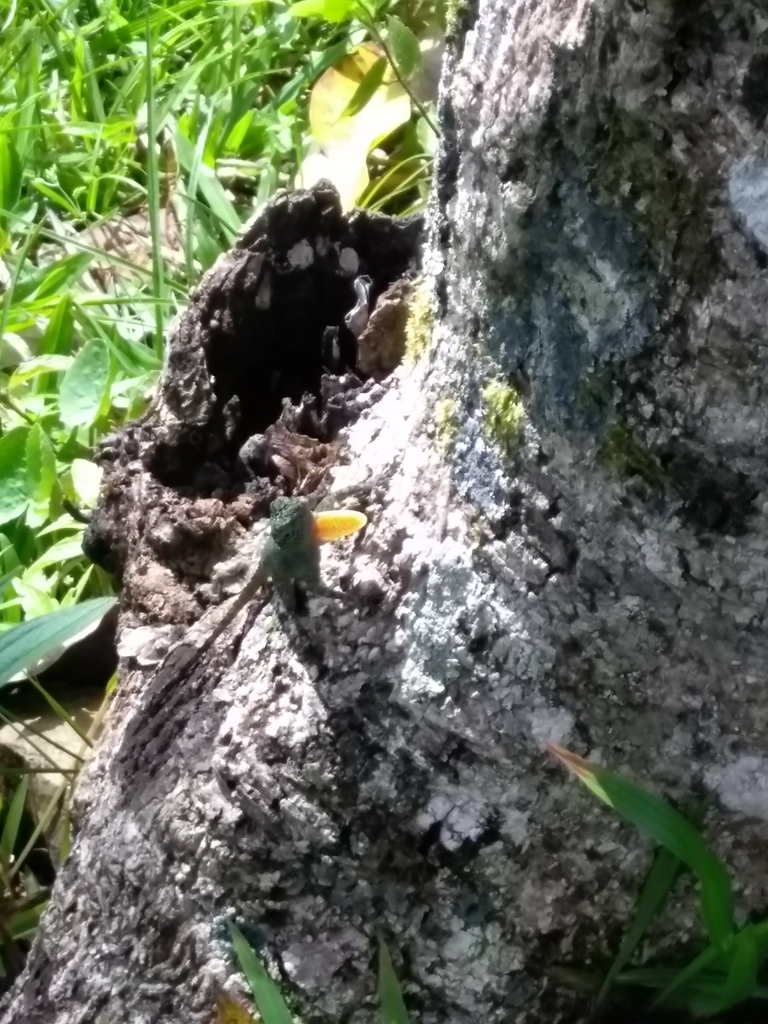 Golden Gracile Anole
