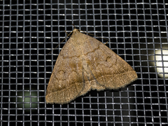 Zanclognatha lunalis