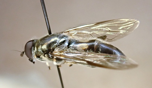 Xylota angustiventris