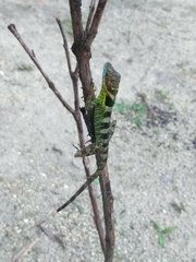 Foothill Anole photo 2