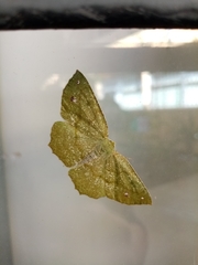 Himeromima aulis