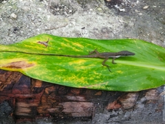Place Negre Anole photo 4
