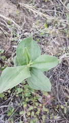 Polygonum sericeum
