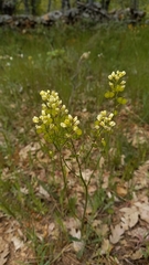Biscutella auriculata