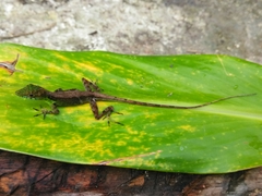 Foothill Anole photo 3