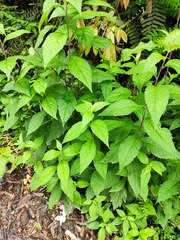 Artemisia anomala