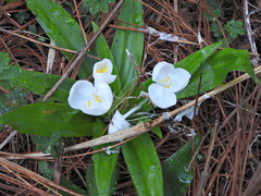 Weldenia candida