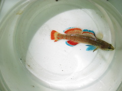 Etheostoma artesiae