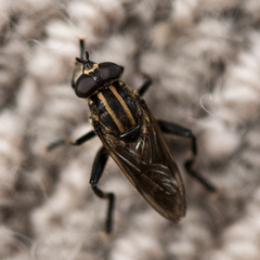 Orthoprosopa bilineata