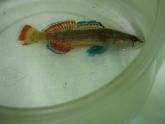 Etheostoma artesiae