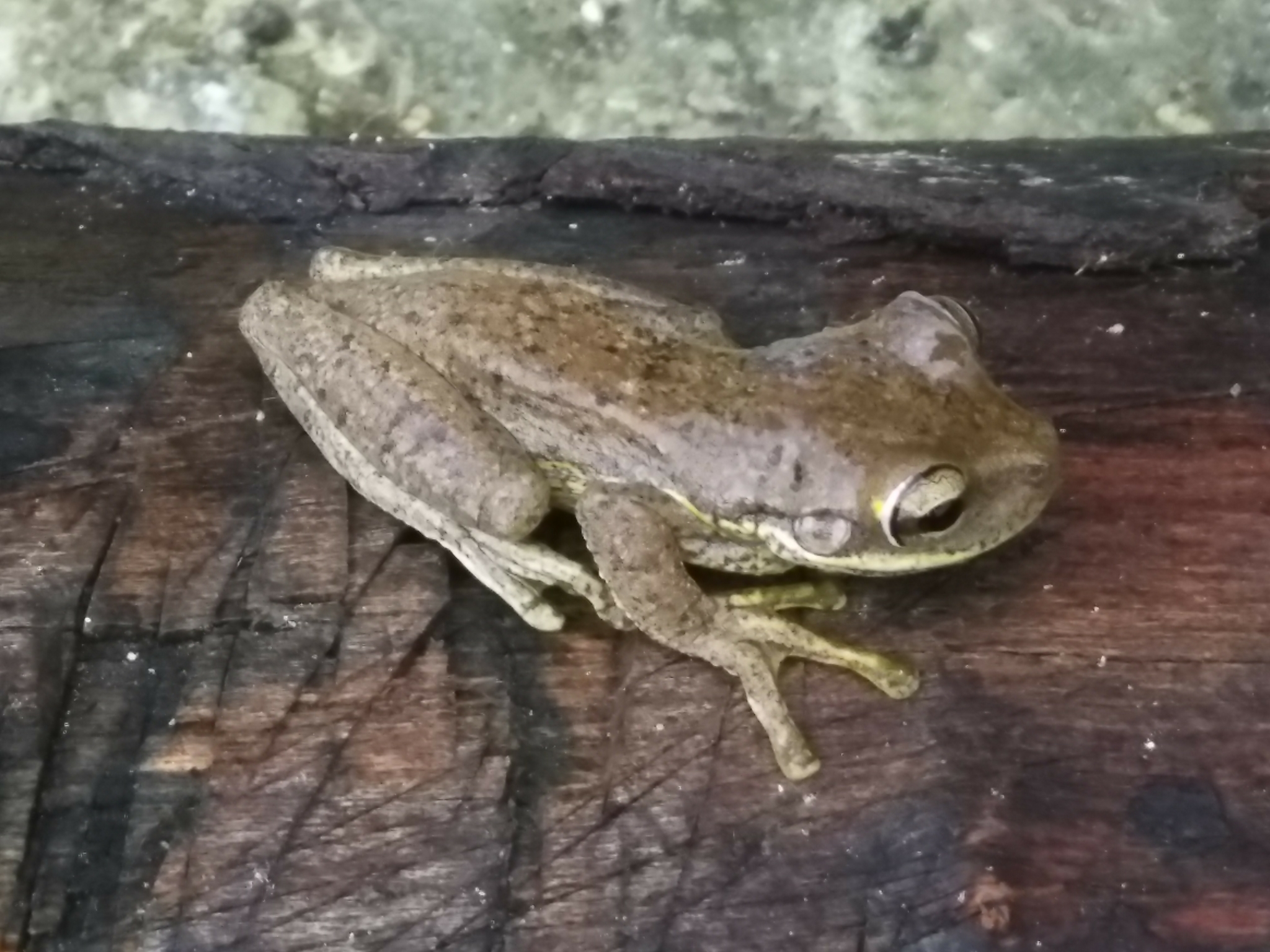 Hispaniolan Yellow Treefrog photo 5