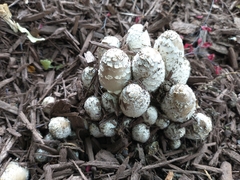 Coprinopsis variegata