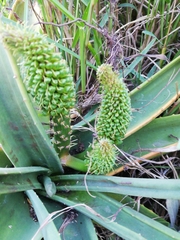 Aloidendron barberae