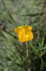 Hemimeris sabulosa