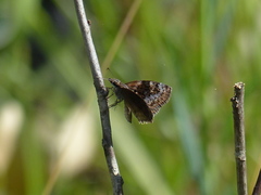Chiomara basigutta