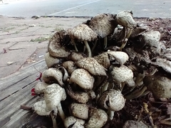 Coprinopsis variegata