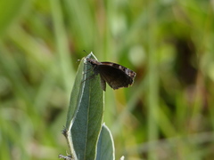 Chiomara basigutta