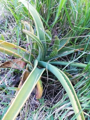 Aloidendron barberae