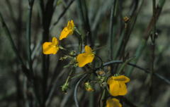 Hemimeris sabulosa