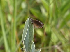 Chiomara basigutta