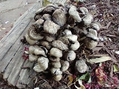 Coprinopsis variegata