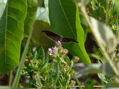 Chiomara basigutta