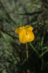 Hemimeris sabulosa