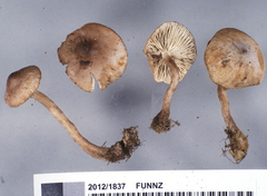 Tricholoma elegans