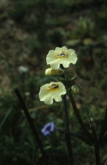 Nemesia strumosa