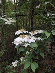 Viburnum plicatum