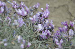 Astragalus subuliformis