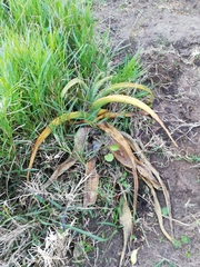 Aloidendron barberae